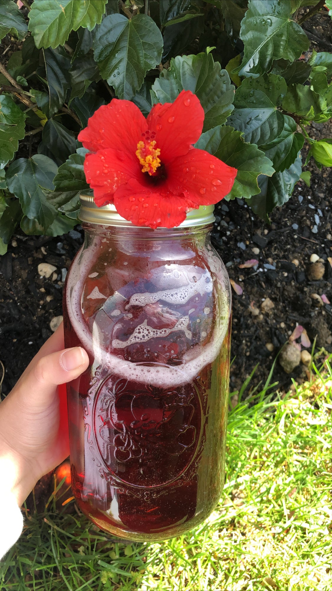 Hibiscus Tea