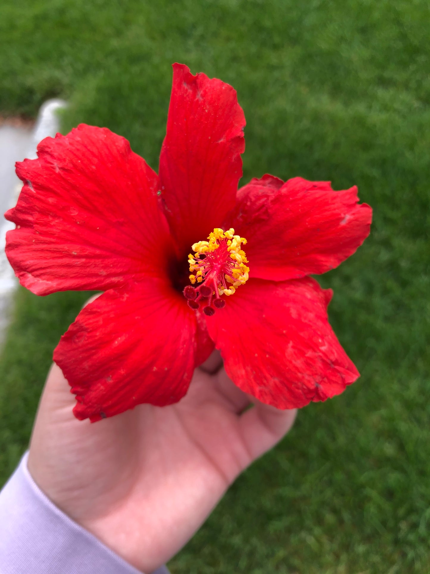 Hibiscus Tea