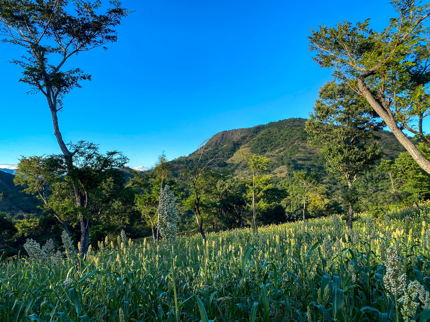 Cacao